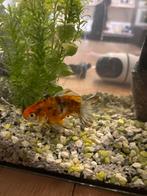 Vis + bak en benodigdheden, Vis