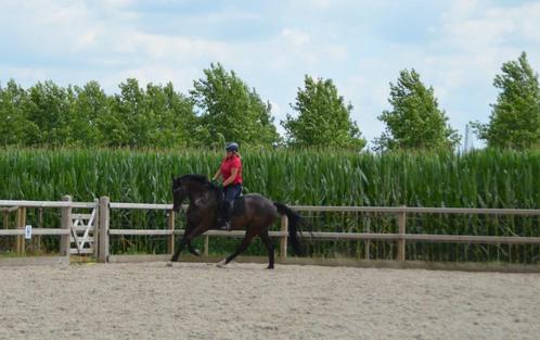 bijrijder/grondwerker gezocht, Dieren en Toebehoren, Paarden, Ruin, 170 tot 175 cm, 7 tot 10 jaar, Recreatiepaard