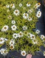 Echinacea purpurea white swan, Tuin en Terras, Volle zon, Vaste plant, Zomer, Ophalen