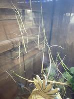 Gratis wandelende takken, Ophalen, Zo goed als nieuw, Sierelement