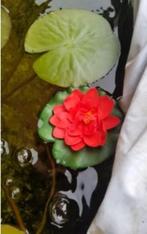 Mini Waterlelie 'Rood' - 10 cm [B-185], Tuin en Terras, Vijvers, Ophalen, Nieuw