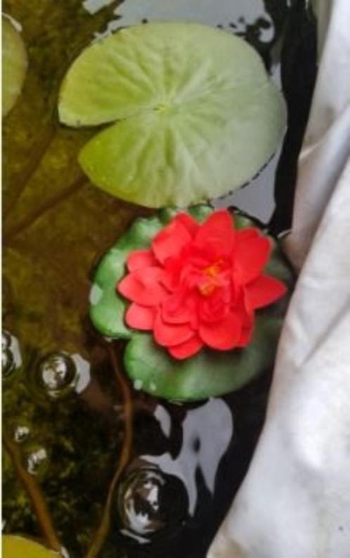 Mini Waterlelie 'Rood' - 10 cm [B-185], Tuin en Terras, Vijvers, Nieuw, Ophalen