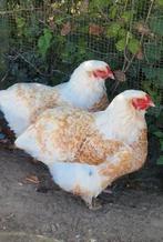 Brahma Broedeieren grote soort porselein x Gezoomde, Dieren en Toebehoren, Pluimvee, Geslacht onbekend, Kip