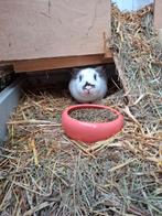 2 konijnen voedsters inclusief hok ferplast, Dieren en Toebehoren, Ophalen, 110 cm of meer, Zo goed als nieuw, 90 cm of meer