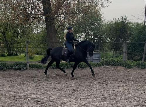 Zeer aansprekende 5 jarige merrie te koop, Dieren en Toebehoren, Paarden, Merrie, L, 165 tot 170 cm, 3 tot 6 jaar, Dressuurpaard