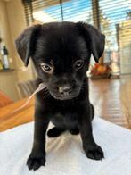 Pomeriaan-franse bulldog pup 10 weken teefje, Dieren en Toebehoren, Honden | Chihuahua's en Gezelschapshonden, Particulier, Rabiës (hondsdolheid)