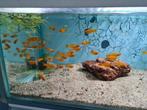 Gouden molly, mollie, Poecilia Sphenops gold, Dieren en Toebehoren, Vissen | Aquariumvissen, Vis, Zoetwatervis