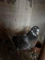 Een duivin, Dieren en Toebehoren, Vogels | Duiven, Vrouwelijk, Kropper