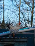 Mooie jonge witte haan, Dieren en Toebehoren, Mannelijk, Kip