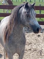 Superleuk karakter, een echte durver, Dieren en Toebehoren, Ruin, A pony (tot 1.17m), 3 tot 6 jaar, Met stamboom