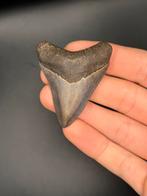 Megalodon haaientand Georgia, Verzamelen, Mineralen en Fossielen, Ophalen of Verzenden, Fossiel