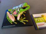 4D Vision Kikker Anatomiemodel, Verzenden, Zo goed als nieuw, Beeldje of Figuurtje