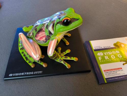 4D Vision Kikker Anatomiemodel, Verzamelen, Dierenverzamelingen, Zo goed als nieuw, Beeldje of Figuurtje, Verzenden