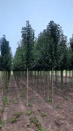 Pyrus Chanticleer (Chinese Sierpeer) 🌳❗️kwaliteit❗️🌳, Tuin en Terras, Planten | Bomen, Ophalen