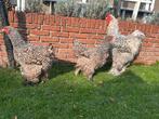 Trio brahma koekoek, Meerdere dieren, Kip