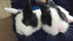 3 konijnen, Dieren en Toebehoren, Mannelijk