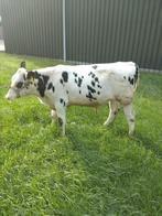 stier, Dieren en Toebehoren, Mannelijk, 0 tot 2 jaar