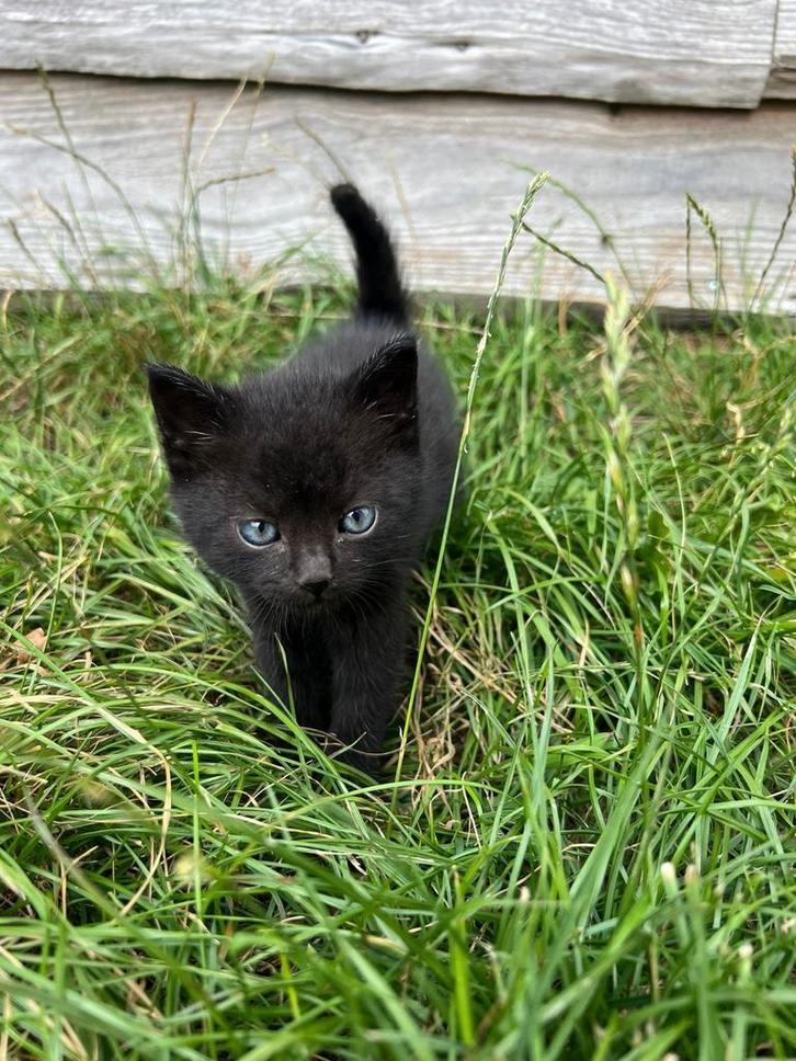 Lieve kitten kater zoekt nieuwe woning, Dieren en Toebehoren, Katten en Kittens | Overige Katten