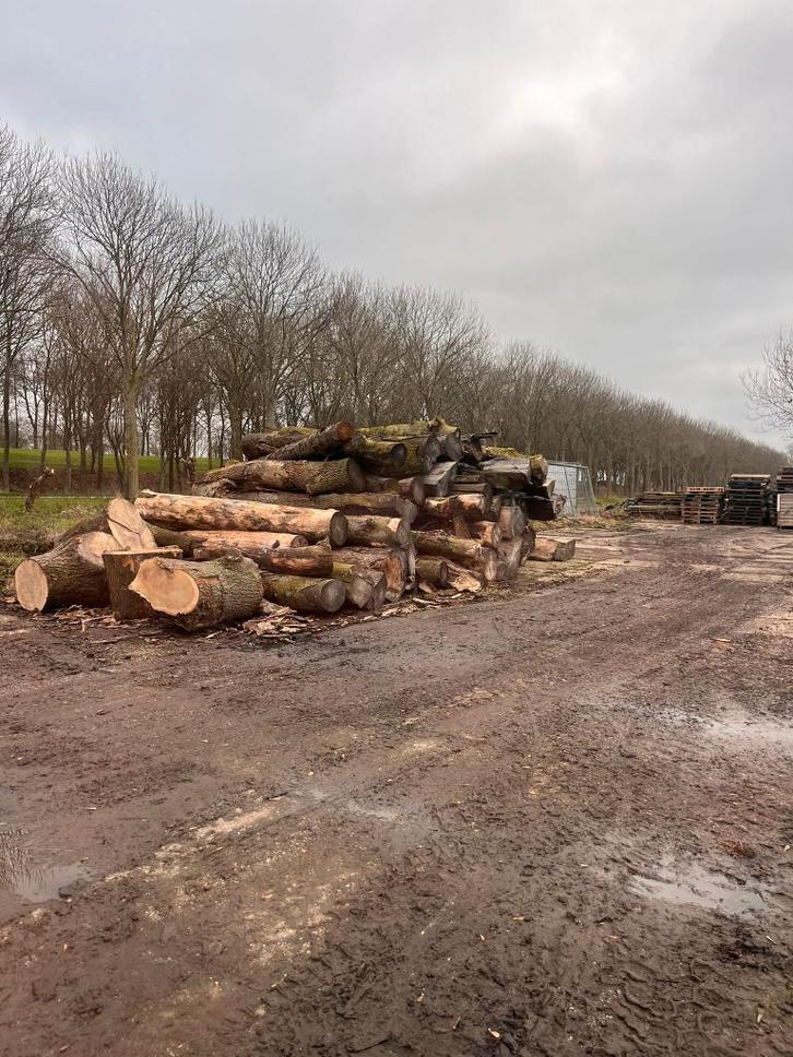 Stamhout te koop per stam/blok, Tuin en Terras, Haardhout, Blokken, Overige houtsoorten, Minder dan 3 m³, Ophalen