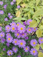 Aster 'Prof. Anton Kippenberg' (Herstaster), Ophalen, Bodembedekkers, Volle zon, Vaste plant