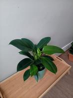 Philodendron kamerplant 50cm, Huis en Inrichting, Ophalen, Overige soorten, Halfschaduw, In pot