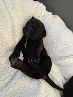 Cane Corso Pups, Dieren en Toebehoren, CDV (hondenziekte), 8 tot 15 weken, Bulldog, Meerdere