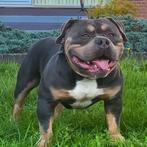 Mooie ABKC 3 color pocket bully dekreu, Dieren en Toebehoren, Honden | Dekreuen, Rabiës (hondsdolheid), Reu, Eén hond, 3 tot 5 jaar