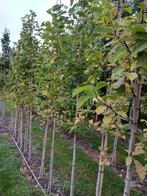 Magnolia kobus bomen, Tuin en Terras, Planten | Bomen, Volle zon, 250 tot 400 cm, Zomer, Overige soorten