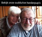 NOG 2 OUDDUITSE HERDER PUPPY'S, Dieren en Toebehoren, Honden | Herdershonden en Veedrijvers, Reu, CDV (hondenziekte), 8 tot 15 weken
