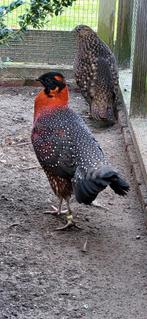 Koppel onverwant satyr 2025 tragopaan, Dieren en Toebehoren, Pluimvee, Meerdere dieren, Overige soorten