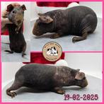 Rood skinny zeugje, Dieren en Toebehoren, Cavia, Februari, Vrouwelijk, Tam