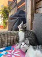 Siberische neva masquerade x ??, Dieren en Toebehoren, Katten en Kittens | Raskatten | Korthaar, Meerdere dieren