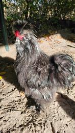 Silkie Rooster, Mannelijk, Kip