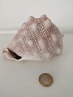 schelpen, 2 schelpen gehoorde helmschelp, Ophalen of Verzenden, Schelp(en)