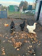 2 Brahma Kippen Groot Ras., Dieren en Toebehoren, Pluimvee, Vrouwelijk, Kip