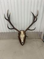 Edelhert Gewei met Wandschild, Ophalen