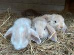 Franse hangoor konijntjes., Dieren en Toebehoren, Meerdere dieren, Groot, Hangoor, 0 tot 2 jaar