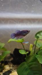 Betta vrouw crowntail, Dieren en Toebehoren, Vis