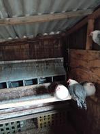 Te koop jonge kriel hennen  ras friese hoen   zilver peller, Dieren en Toebehoren, Vogels | Duiven, Vrouwelijk, Kropper