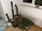 Cactus verzameling te koop inclusief 3 San Pedro cactussen, Huis en Inrichting, Kamerplanten, Ophalen, Cactus, Minder dan 100 cm