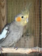 Valkparkiet 5 maanden oud., Dieren en Toebehoren, Vogels | Parkieten en Papegaaien, Geslacht onbekend, Parkiet, Pratend