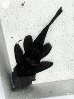 Beschikbaar✅ Bewezen kweekgroep L181 Peppermint Pleco, Vis