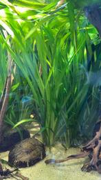 Vallisneria gigantea, Dieren en Toebehoren, Vissen | Aquaria en Toebehoren, Ophalen, Nieuw, Plant(en), Steen of Hout