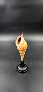 Schelp Arabian Tibia op zwarte houten sokkel, Ophalen of Verzenden, Fossiel