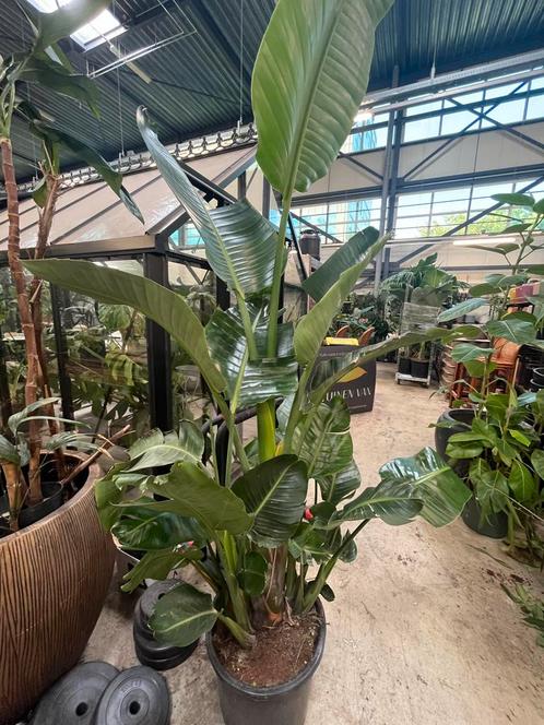 Strelitzia Nicolai XXL Kamerplant, Huis en Inrichting, Kamerplanten, Overige soorten, 150 tot 200 cm, Groene kamerplant, Halfschaduw