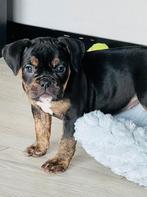 Old English Bulldog pup🐶 Mag Verhuizen🏡, Dieren en Toebehoren, Honden | Bulldogs, Pinschers en Molossers, CDV (hondenziekte)