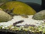 4 x Hypancistrus L199 (furunculus), Dieren en Toebehoren, Vis, Zoetwatervis