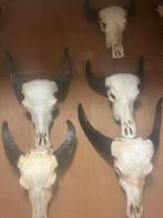 Buffel schedels, Huis en Inrichting, Ophalen of Verzenden, Zo goed als nieuw