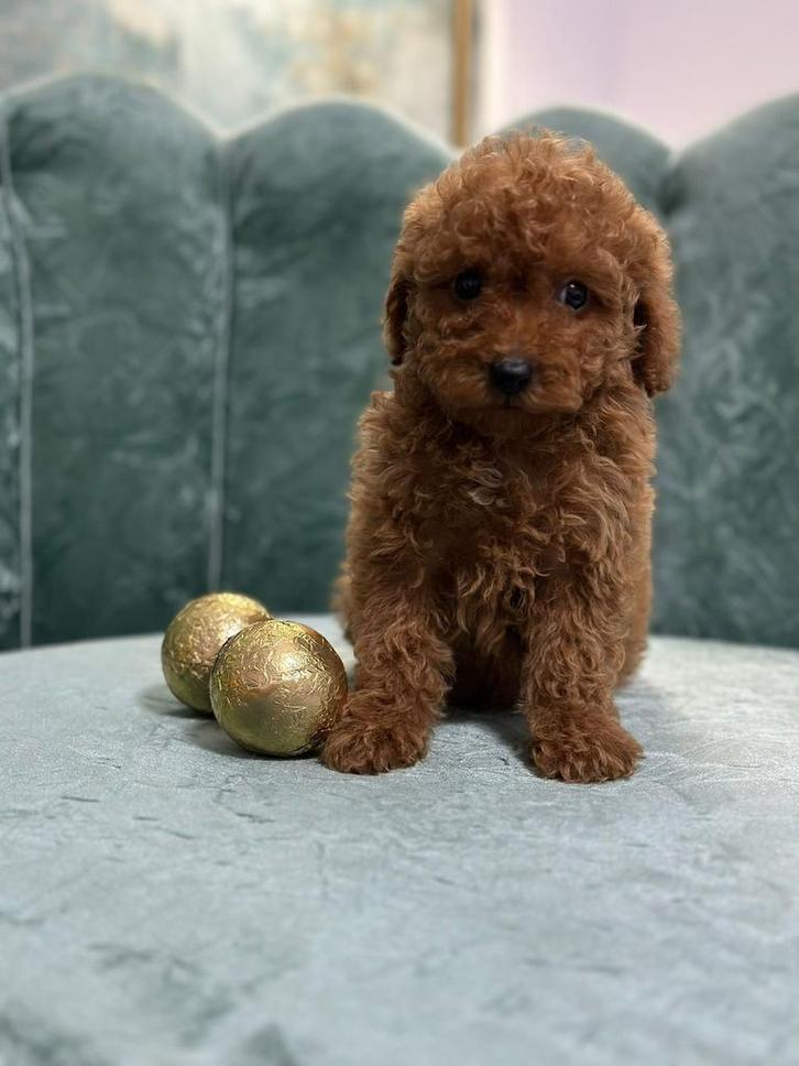 Rode mini toy poedel, Dieren en Toebehoren, Honden | Chihuahua's en Gezelschapshonden, Reu, Poedel, Particulier, Eén hond, Buitenland