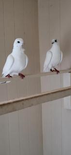 Figurita duiven witte, Dieren en Toebehoren, Vogels | Duiven, Meerdere dieren, Overige soorten